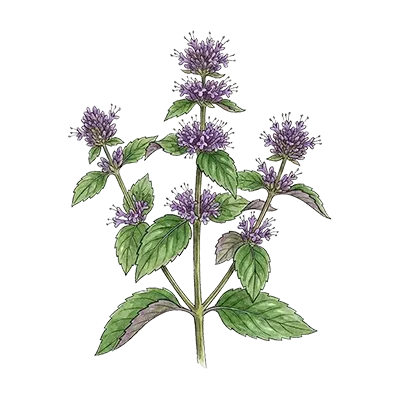 Bergamot Mint essential oil