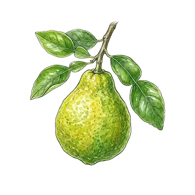 Bergamot (Non-FCF) essential oil