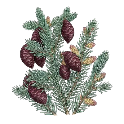 Black Spruce Absolute essential oil