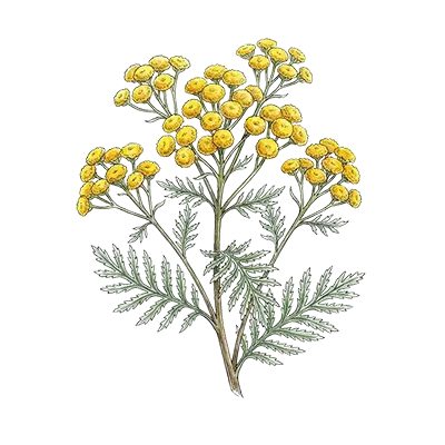 Blue Tansy essential oil