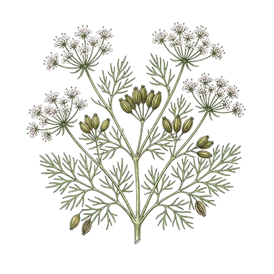 Cumin essential oil
