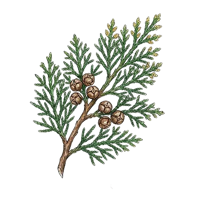 Cypress essential oil
