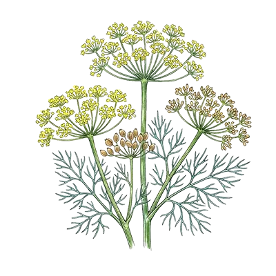 Dill essential oil