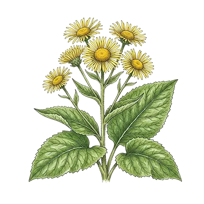 Elecampane essential oil