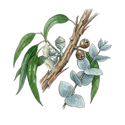 Eucalyptus (Globulus) essential oil