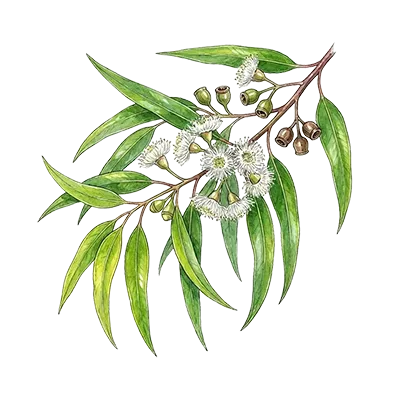 Eucalyptus (Lemon) essential oil