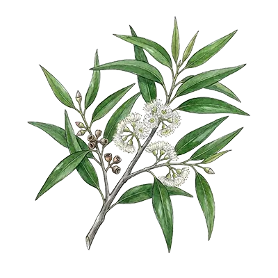 Eucalyptus (Smithii) essential oil