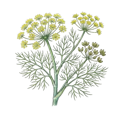 Fennel (Sweet) essential oil