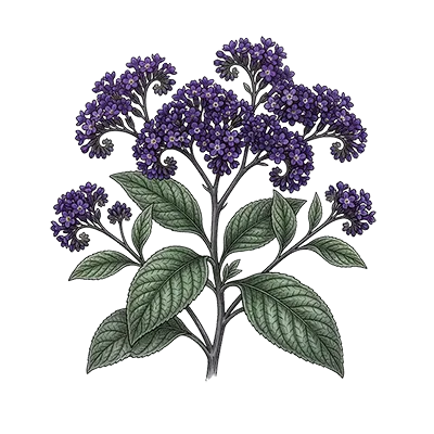 Heliotrope Absolute essential oil