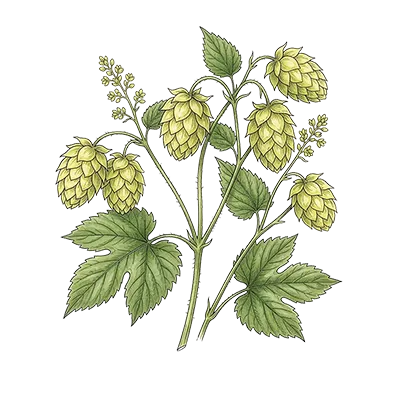 Hops essential oil