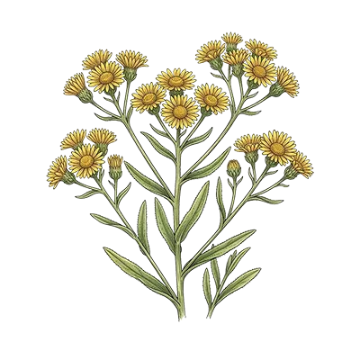 Inula essential oil