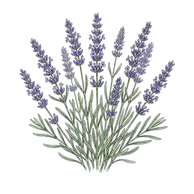 Lavender Spike essential oil