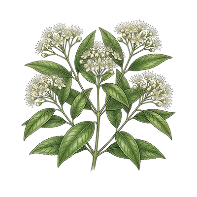 Lemon Myrtle essential oil