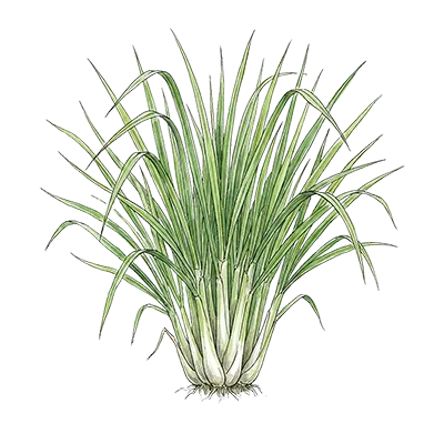 Lemongrass essential oil