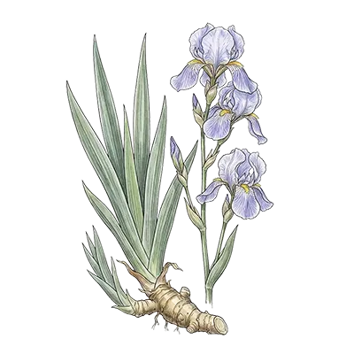 Orris Root essential oil