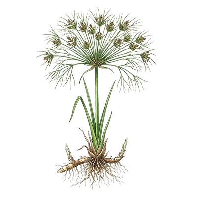 Papyrus essential oil