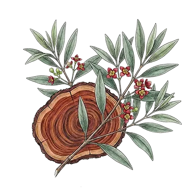 Sandalwood (Australian) essential oil