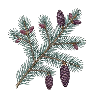 Spruce essential oil