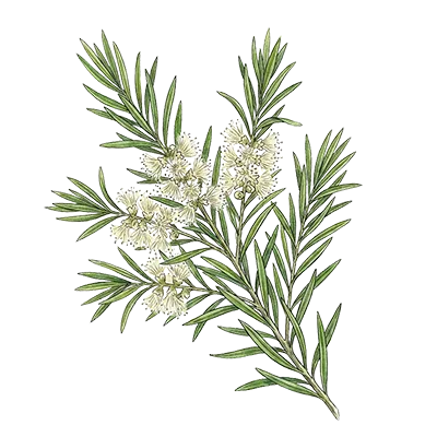 Tea Tree essential oil
