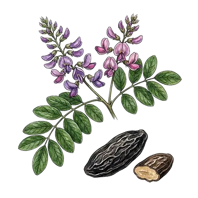 Tonka Bean Absolute essential oil