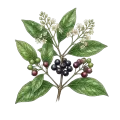 Allspice