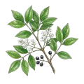Amyris (West Indian Sandalwood)