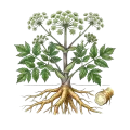 Angelica Root