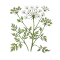 Anise