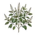 Basil (Holy / Tulsi)