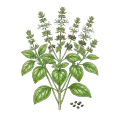 Basil (Sweet)