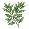 Bay Laurel