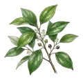 Bay (West Indies)
