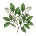 Benzoin