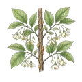 Benzoin (Siam)