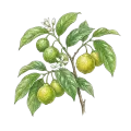 Bergamot (FCF)
