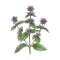 Bergamot Mint