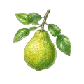 Bergamot (Non-FCF)