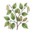 Birch (Sweet)
