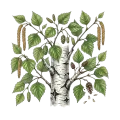 Birch Tar (Rectified)