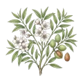 Bitter Almond (FFPA)