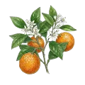 Bitter Orange