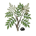 Black Copal Resinoid