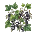 Black Currant Bud Absolute