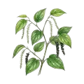 Black Pepper