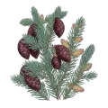 Black Spruce Absolute