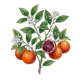 Blood Orange