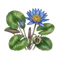 Blue Lotus Absolute