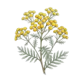 Blue Tansy