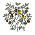 Boronia Absolute