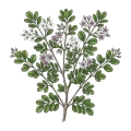 Buchu Leaf